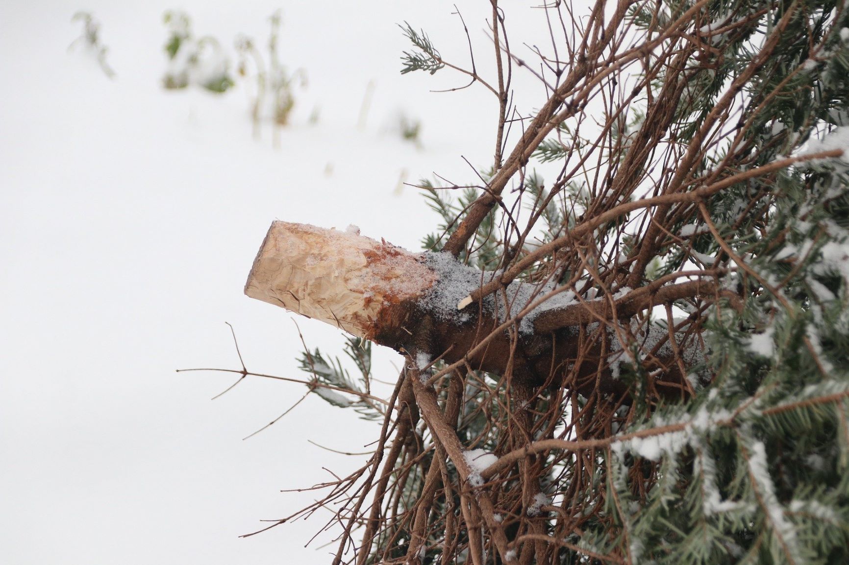 Abgeputzte Christbäume können im Wertstoffsammelzentrum entsorgt werden (Foto: Pixabay)